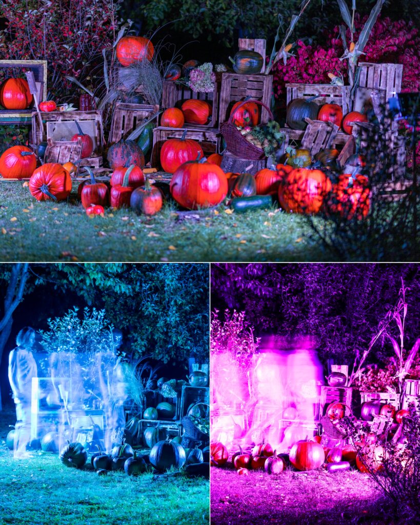 Sesja jesienno dyniowa